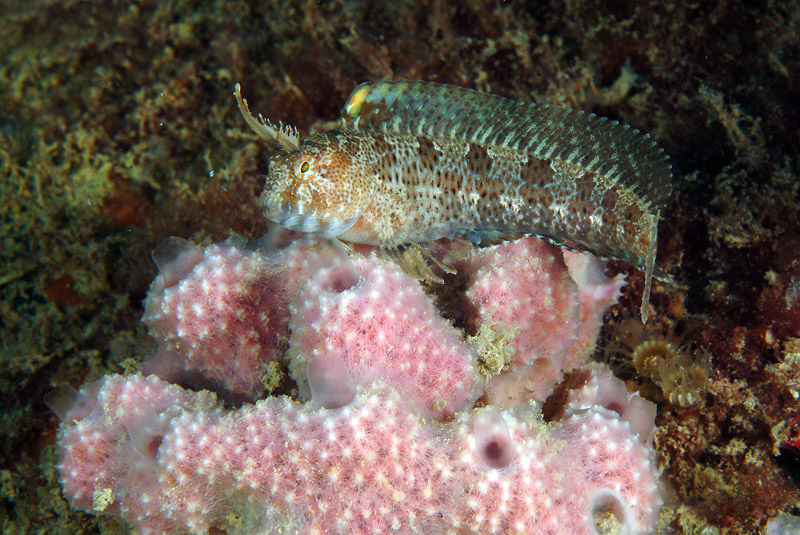 Uno scrigno pieno di vita-Parablennius tentacularis 14-06-09